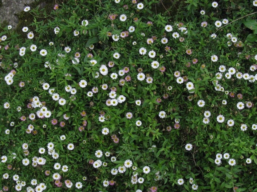 Erigeron karvinskianus / Céspica karvinskiana
