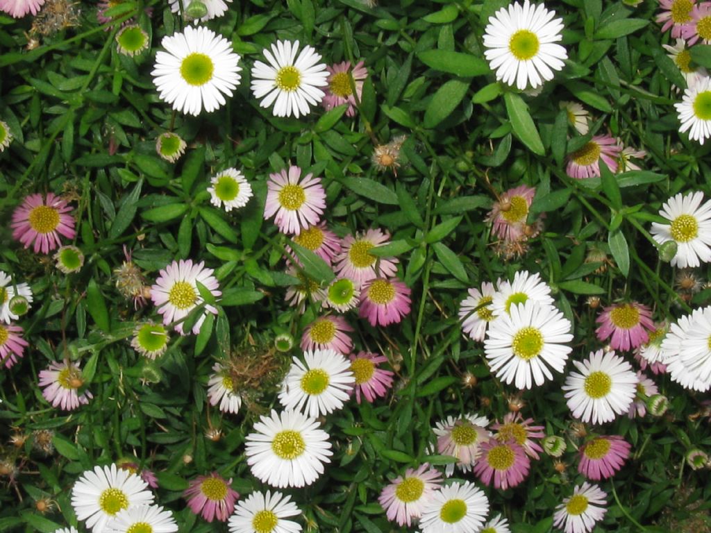 Erigeron karvinskianus / Céspica karvinskiana