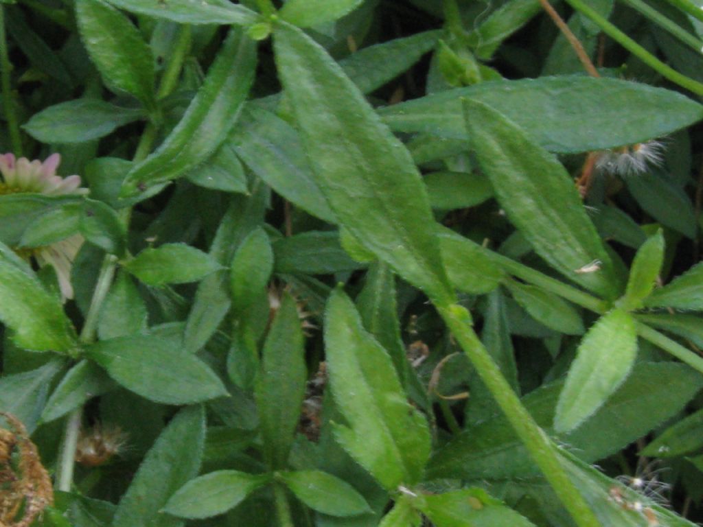 Erigeron karvinskianus / Céspica karvinskiana