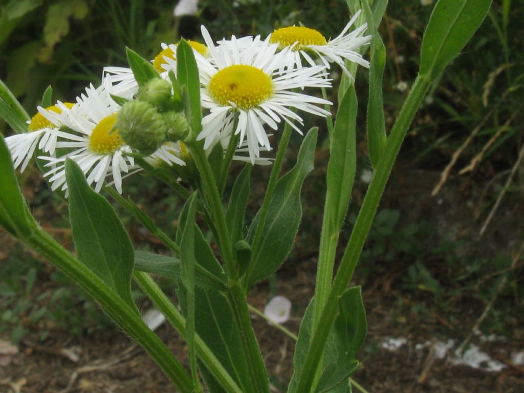 Erigeron annuus e E.sumatrensis