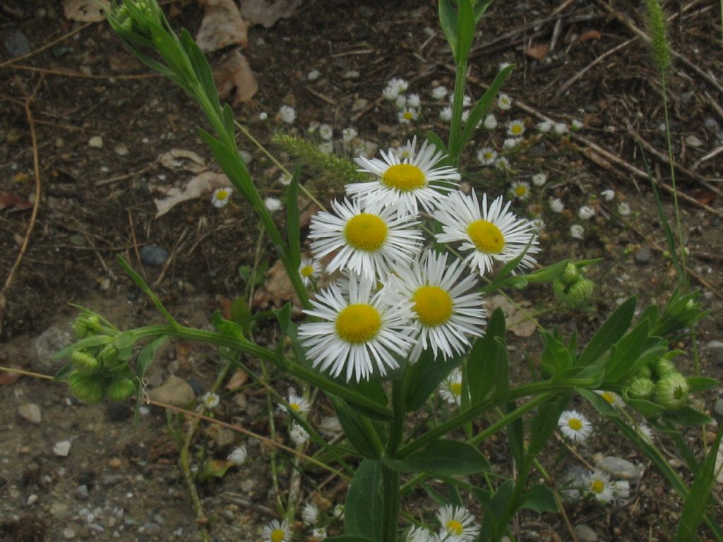 Erigeron annuus e E.sumatrensis