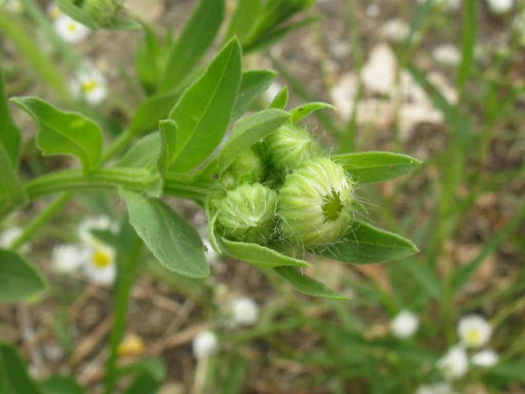 Erigeron annuus e E.sumatrensis
