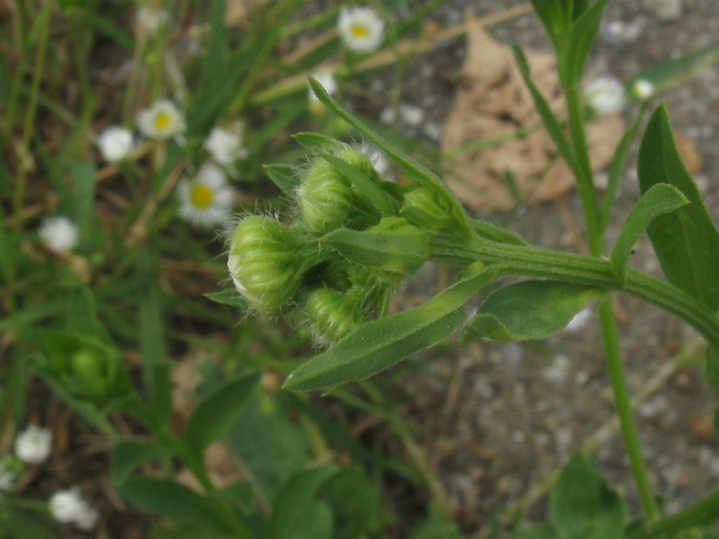 Erigeron annuus e E.sumatrensis