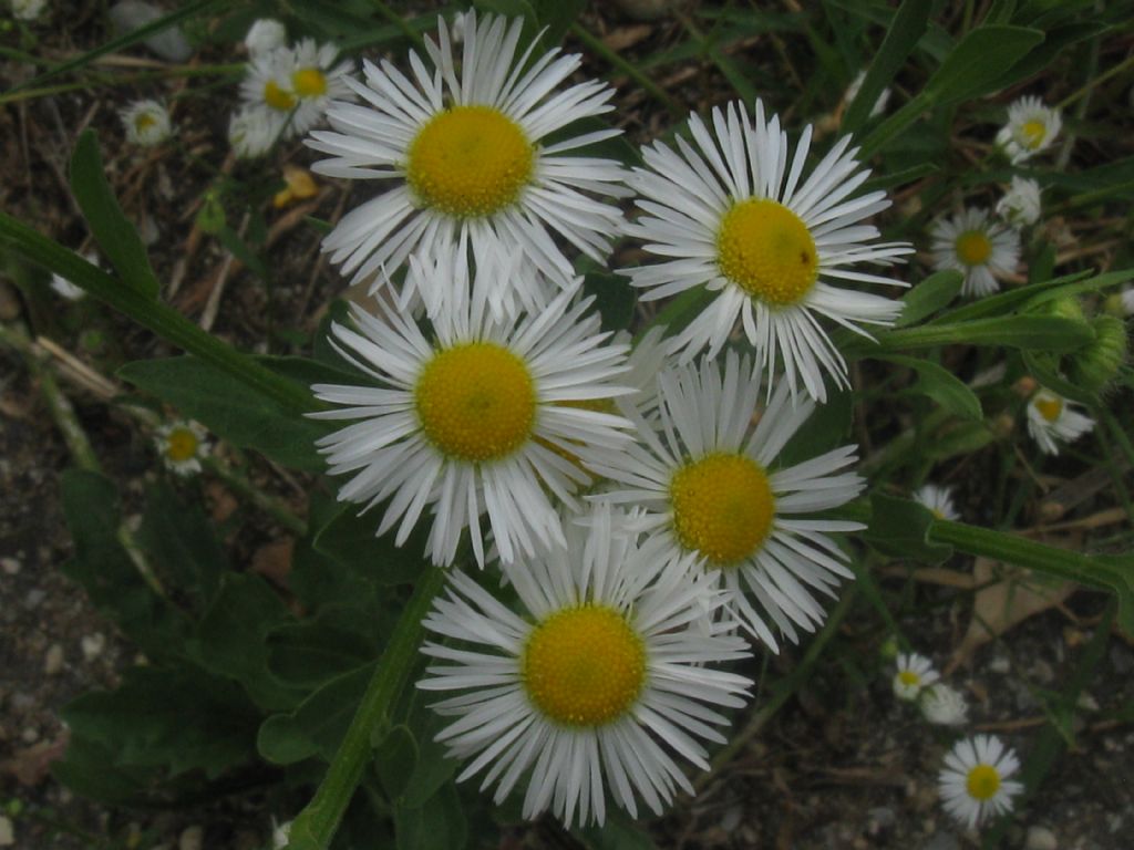 Erigeron annuus e E.sumatrensis