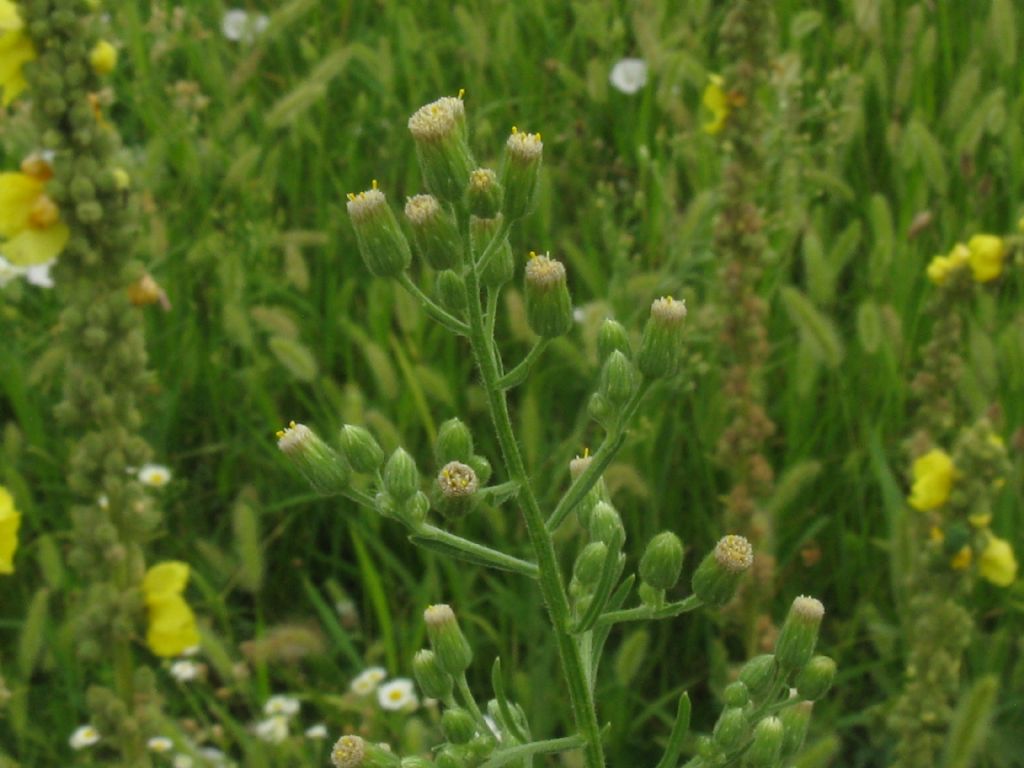 Erigeron annuus e E.sumatrensis