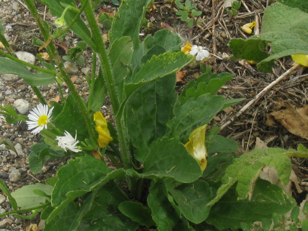 Erigeron annuus e E.sumatrensis