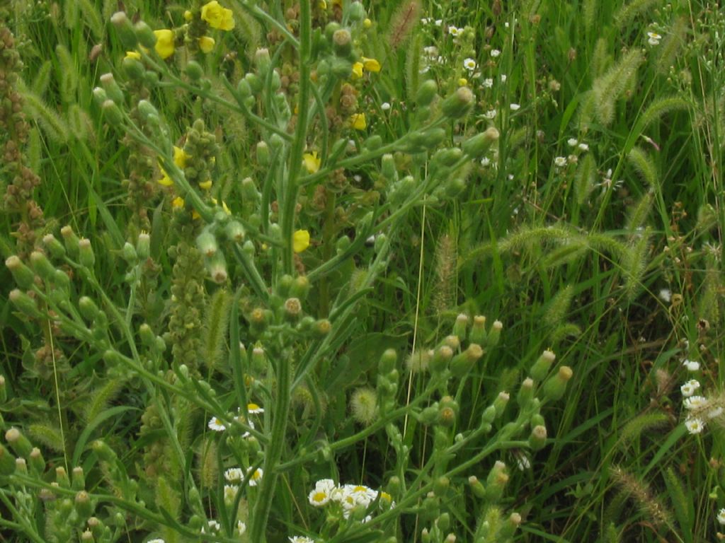 Erigeron annuus e E.sumatrensis