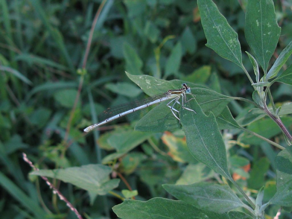 Platycnemis pennipes,  femmina