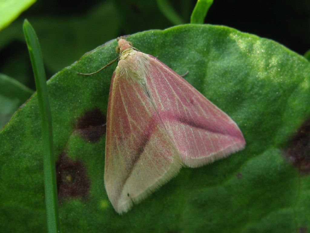 Rhodometra sacraria