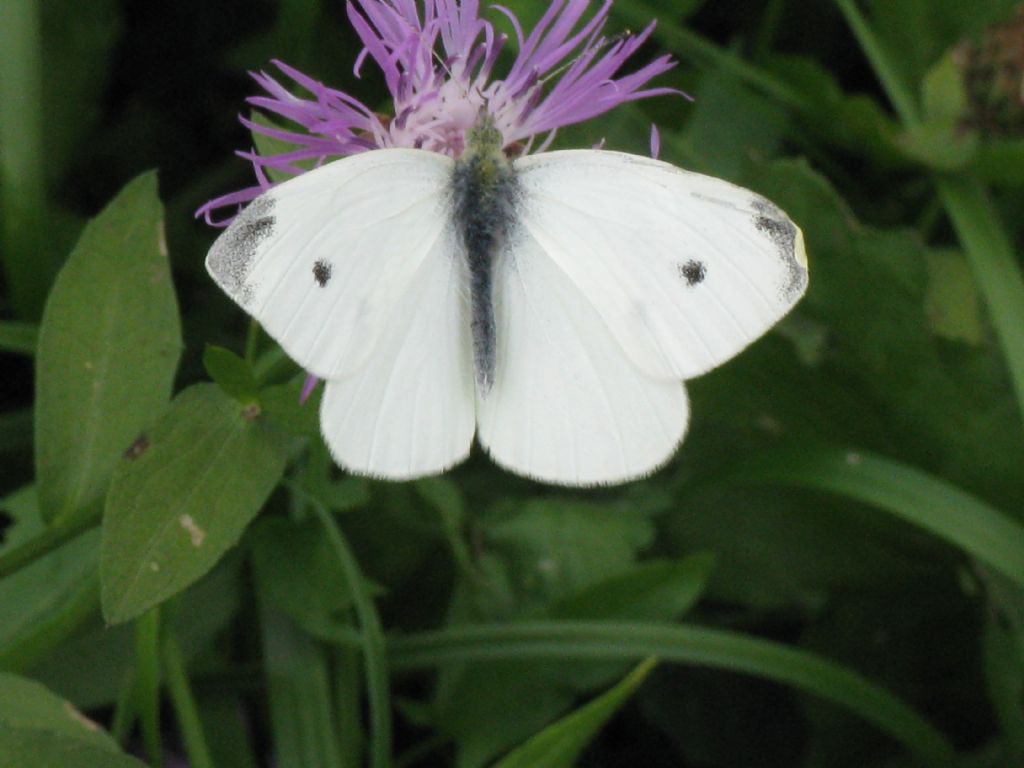 Pieris rapae maschio?