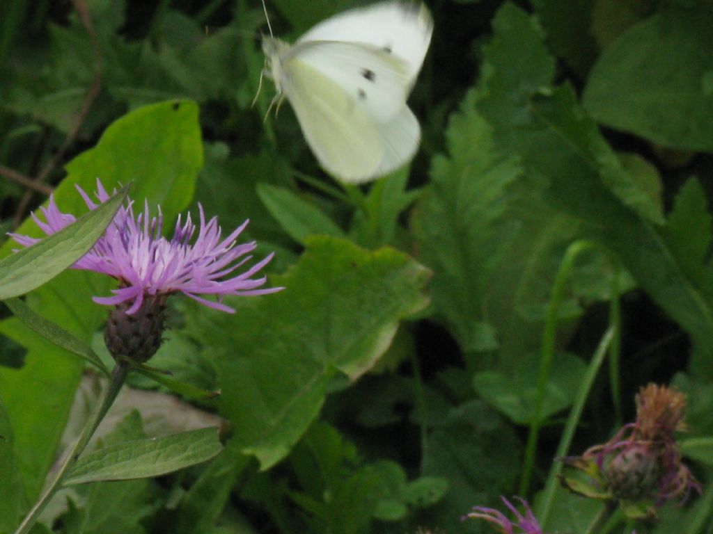 Pieris rapae maschio?