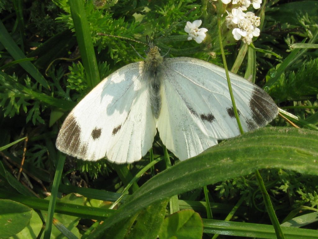 Pieris rapae femmina?