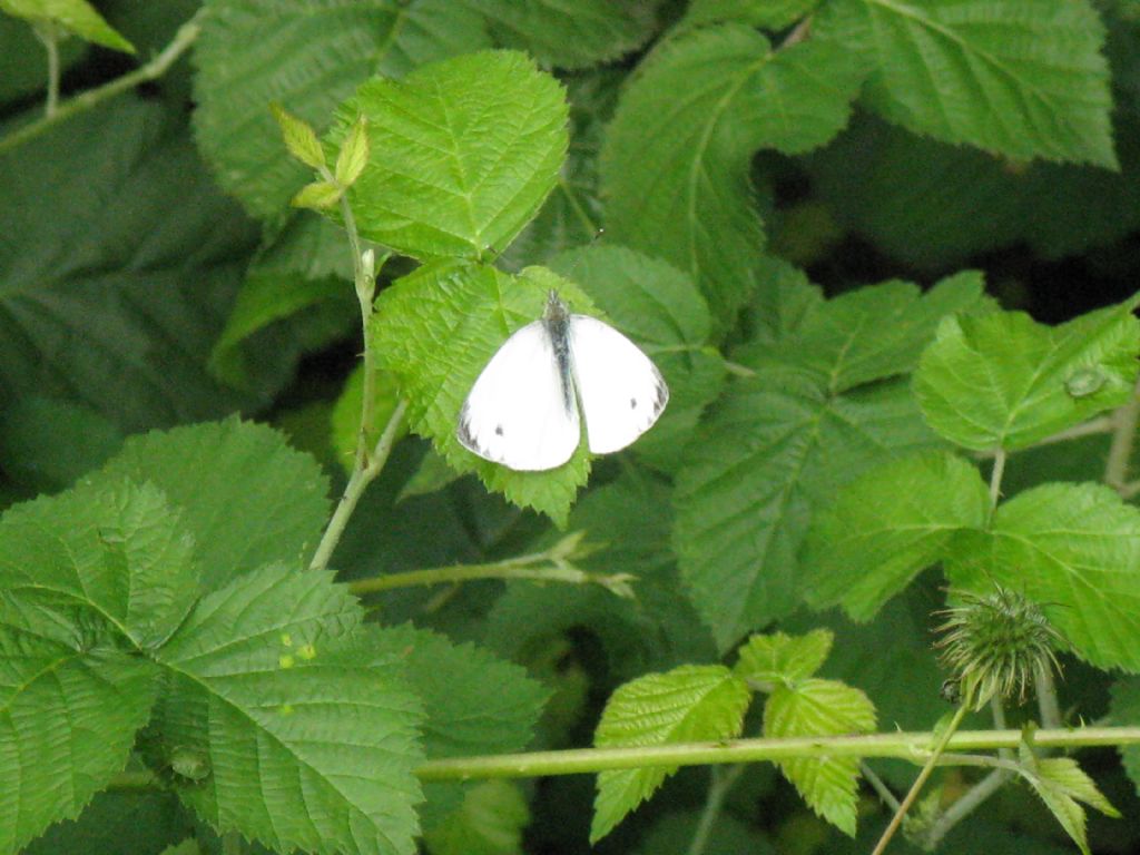 Pieris napi maschio?