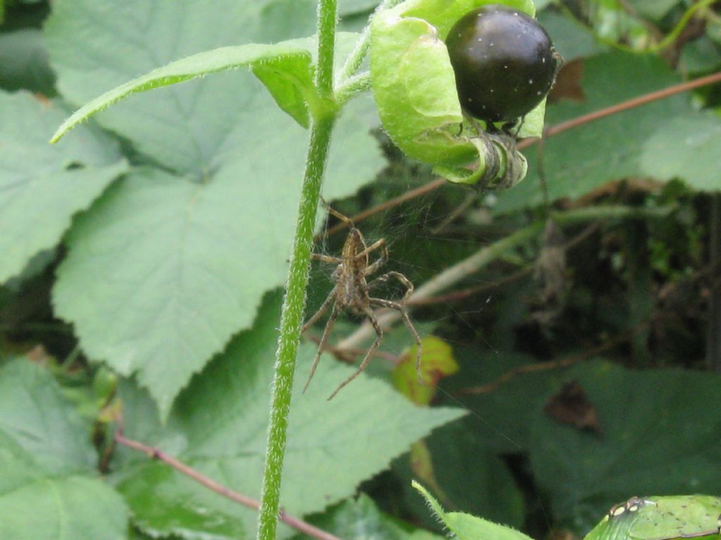 Pisaura sp. - Monza (MB)