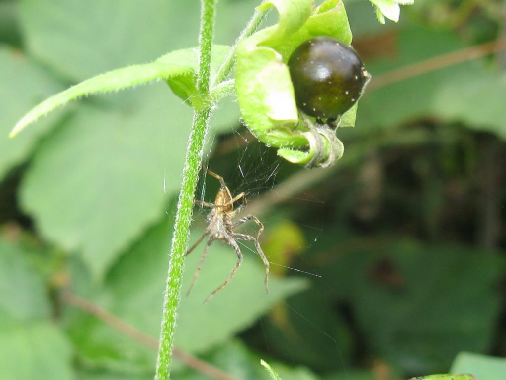 Pisaura sp. - Monza (MB)