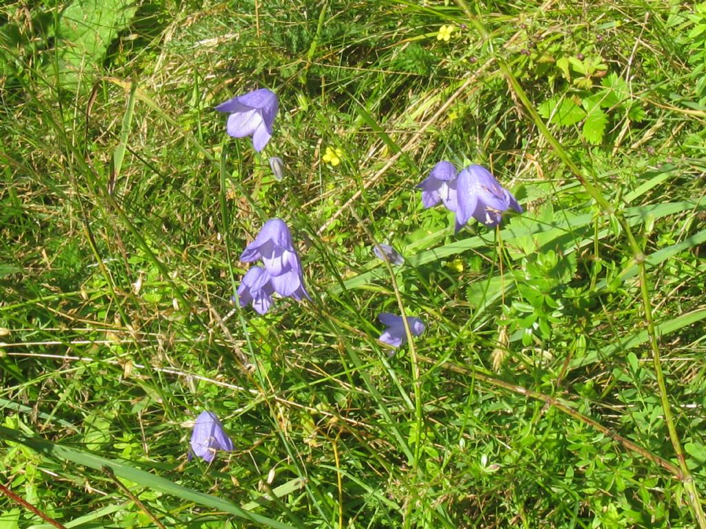 Campanula trachelium?