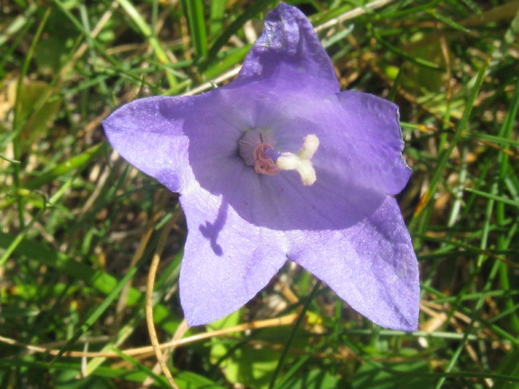 Campanula trachelium?