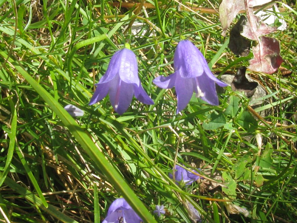 Campanula trachelium?