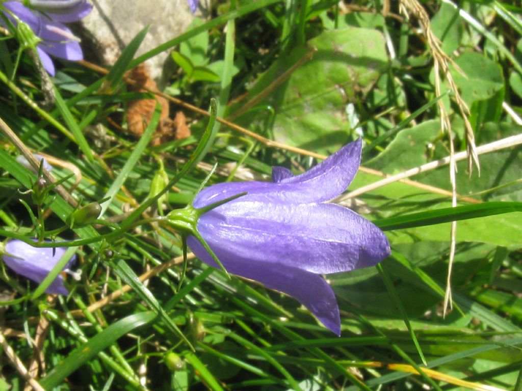 Campanula trachelium?
