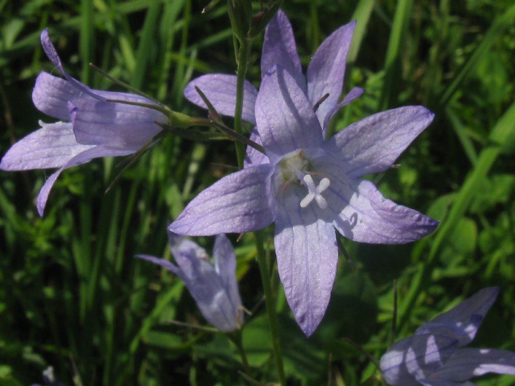 Campanula trachelium?