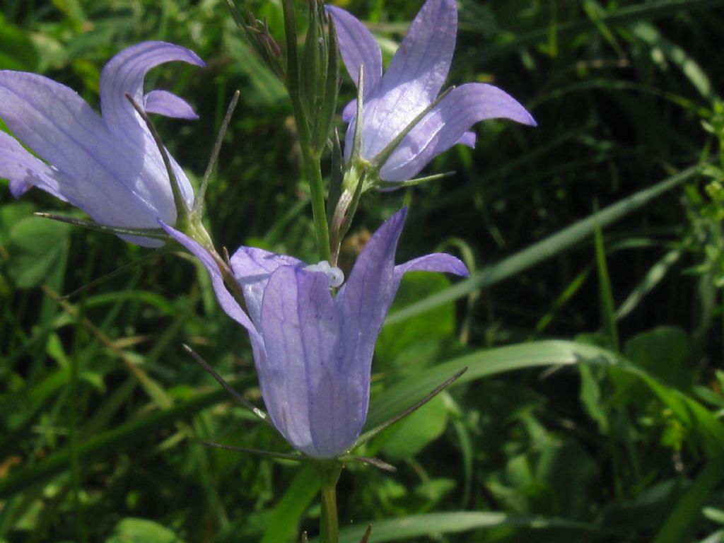 Campanula trachelium?