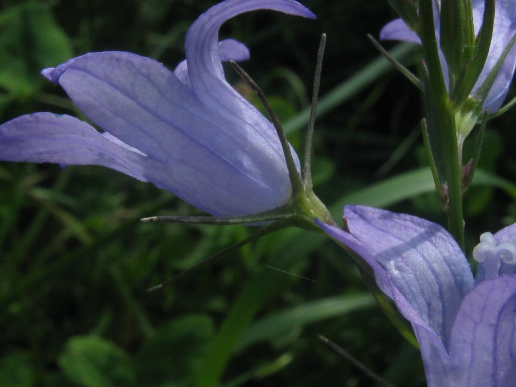 Campanula trachelium?