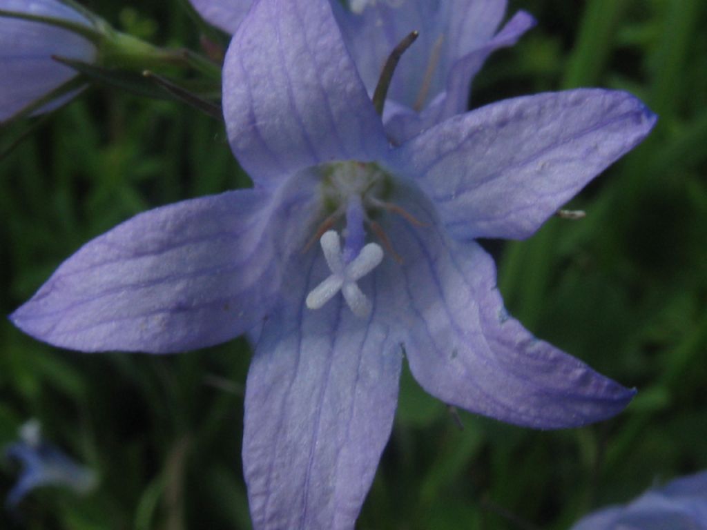 Campanula trachelium?