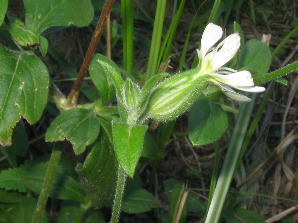 Silene latifolia:  determinabile la sottospecie?