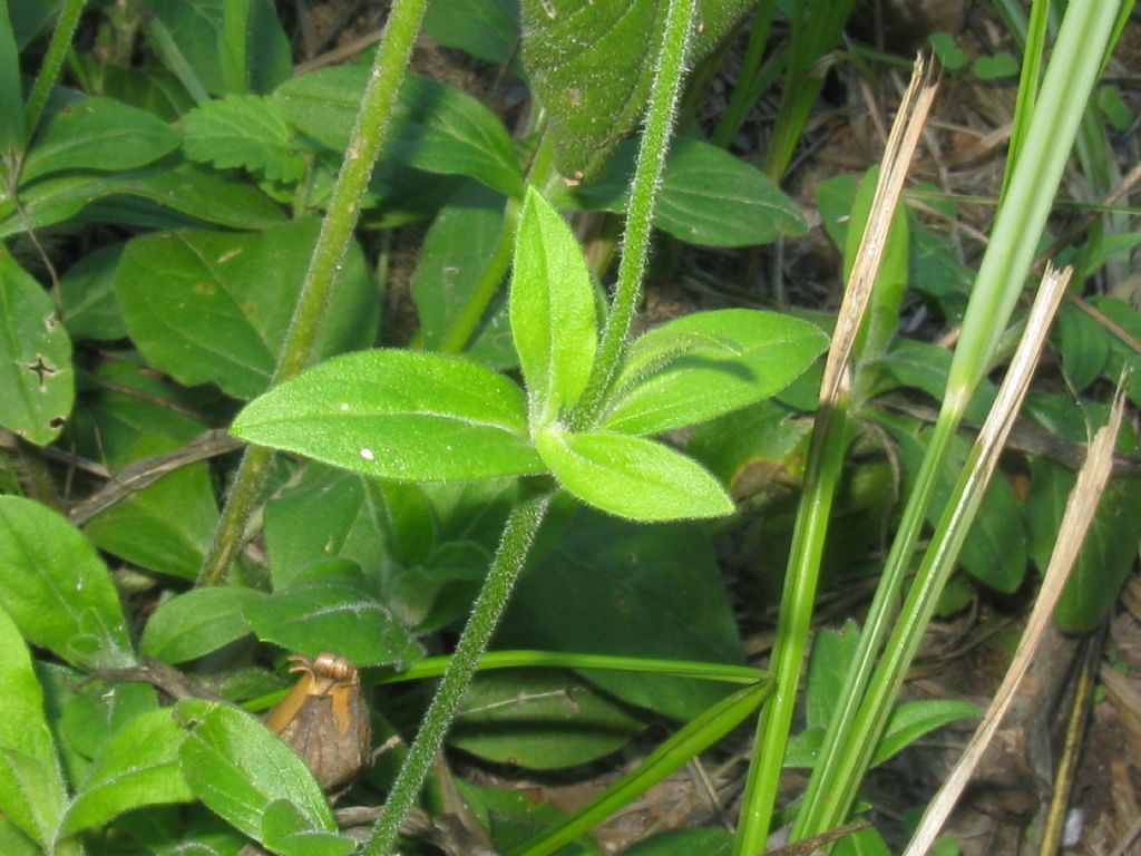 Silene latifolia:  determinabile la sottospecie?