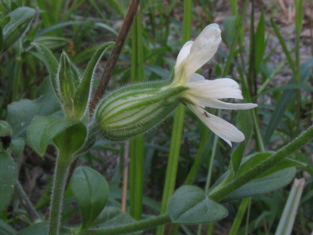 Silene latifolia:  determinabile la sottospecie?