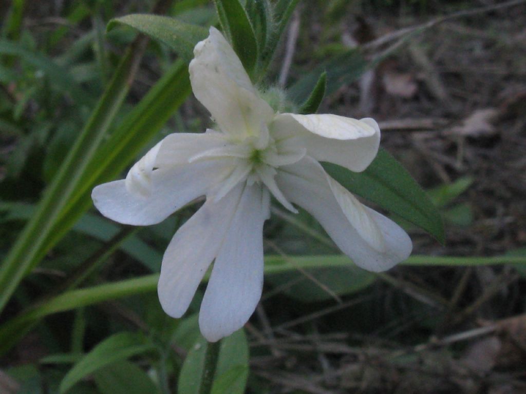 Silene latifolia:  determinabile la sottospecie?