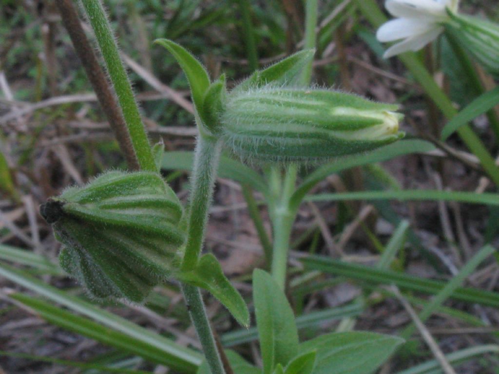 Silene latifolia:  determinabile la sottospecie?