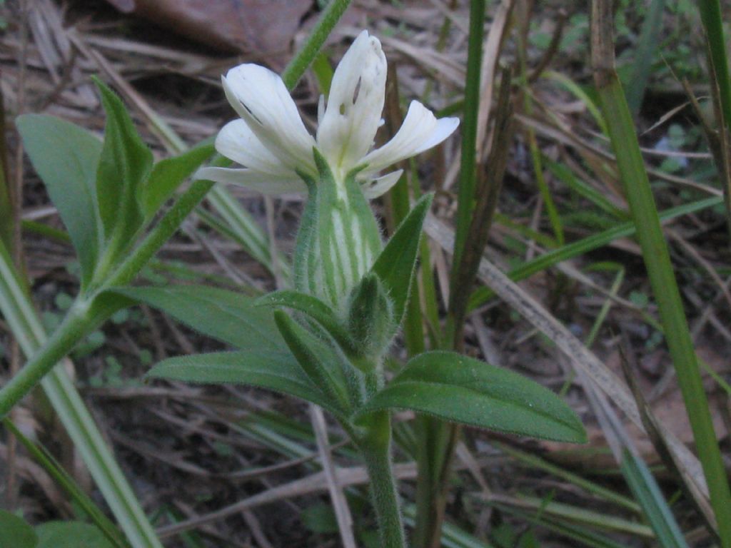 Silene latifolia:  determinabile la sottospecie?