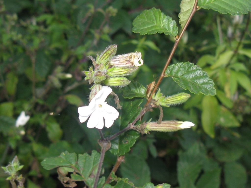 Silene alba