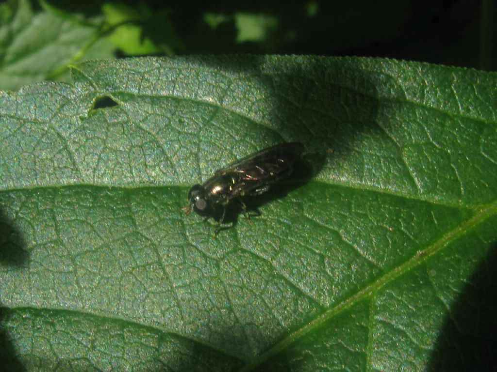 Syrphidae: Eumerus sp.