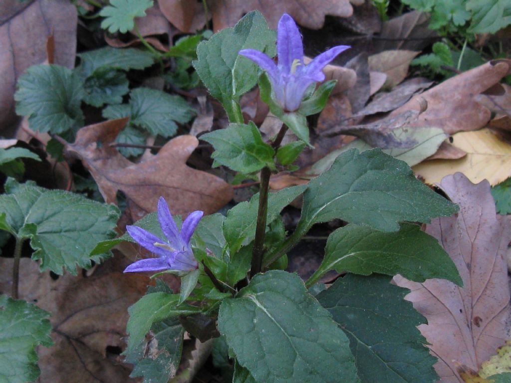 Campanula trachelium