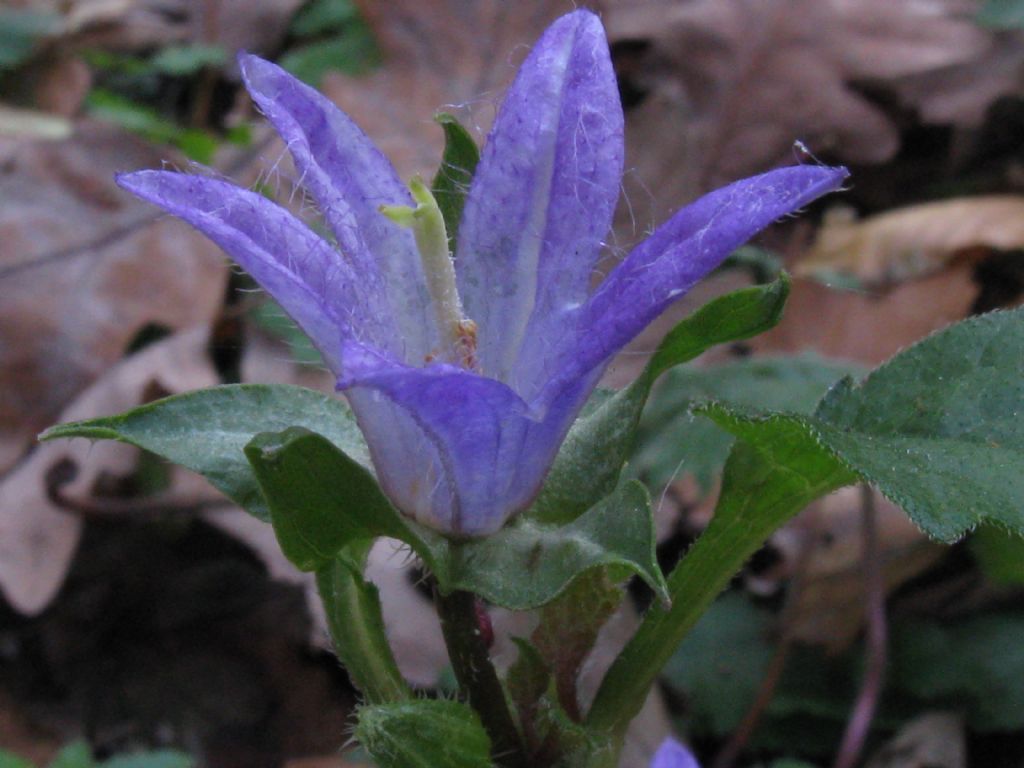 Campanula trachelium