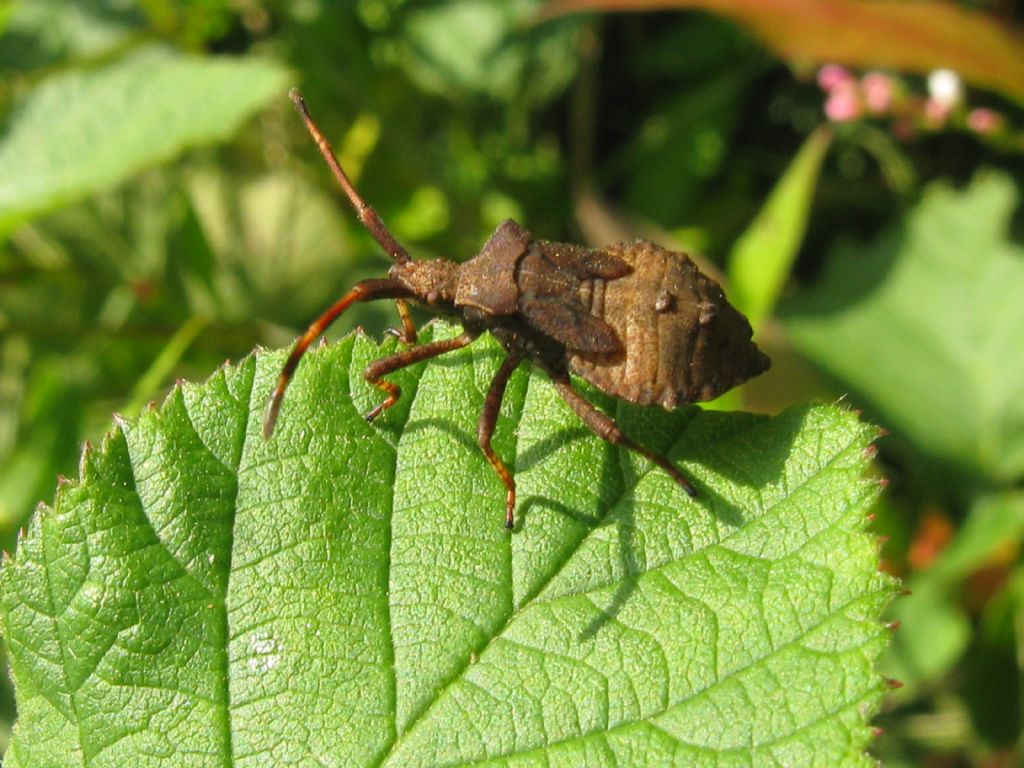 Coreus marginatus?  S, allo stadio di neanide