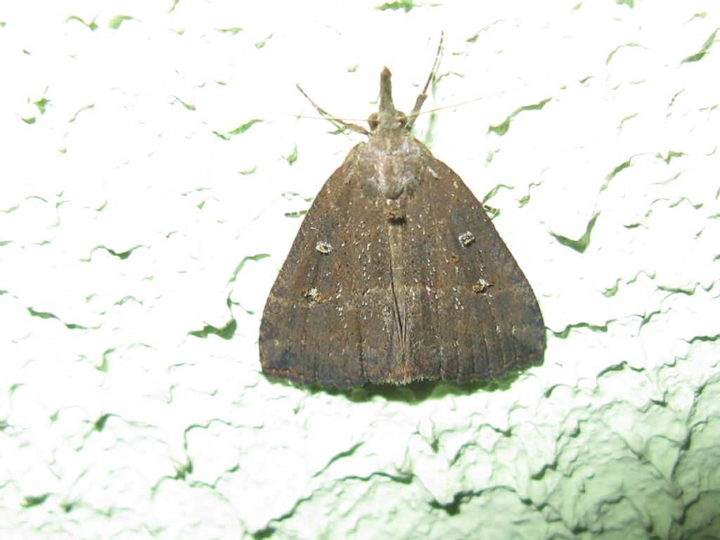 Noctuidae? No, Erebidae, Hypena rostralis