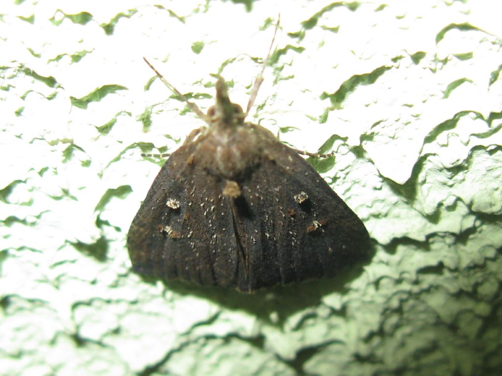 Noctuidae? No, Erebidae, Hypena rostralis