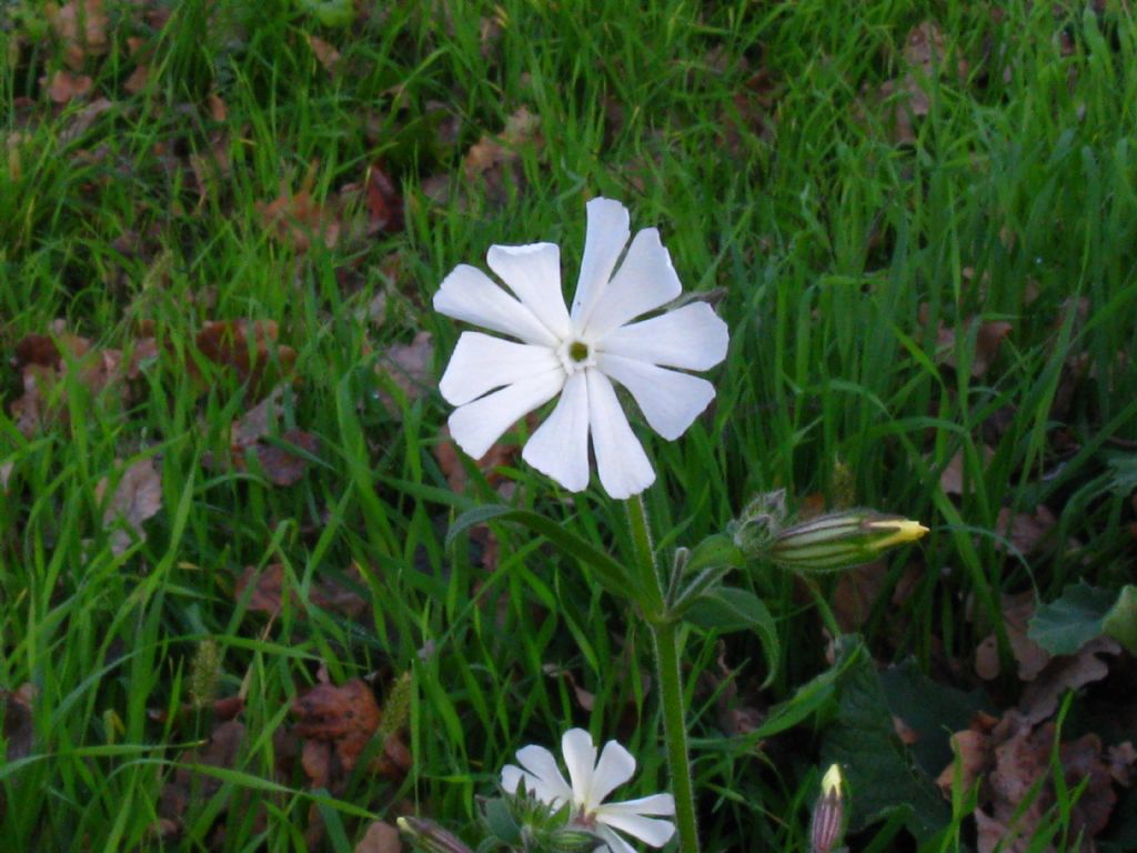 Silene alba