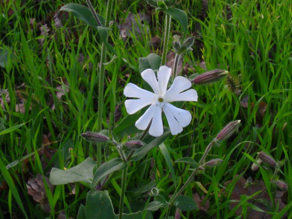 Silene alba