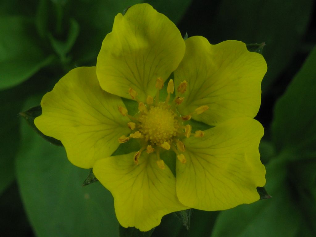 Potentilla sp.