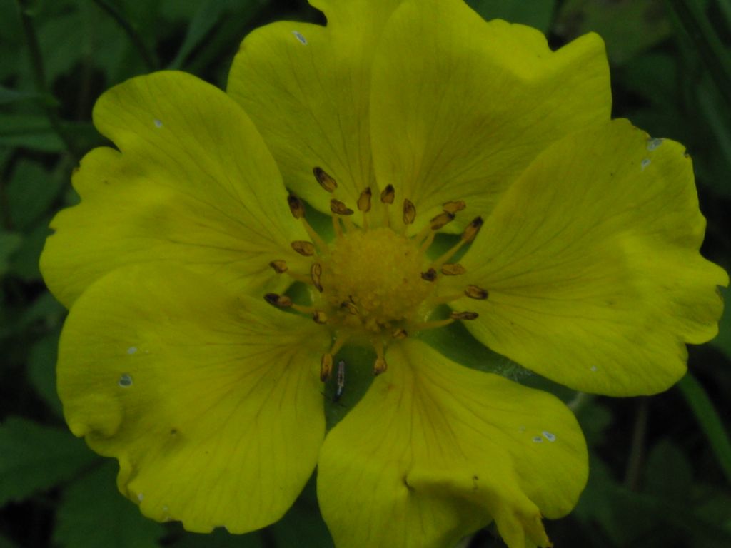 Potentilla sp.