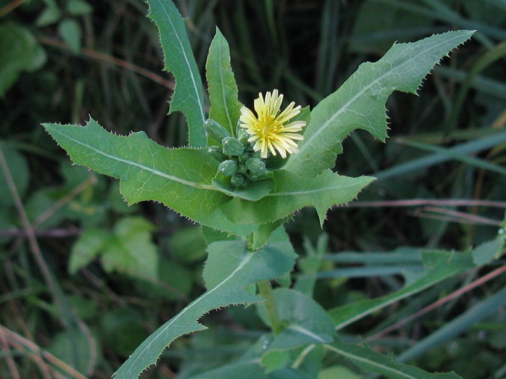 Lactuca sativa subsp. serriola / Lattuga selvatica