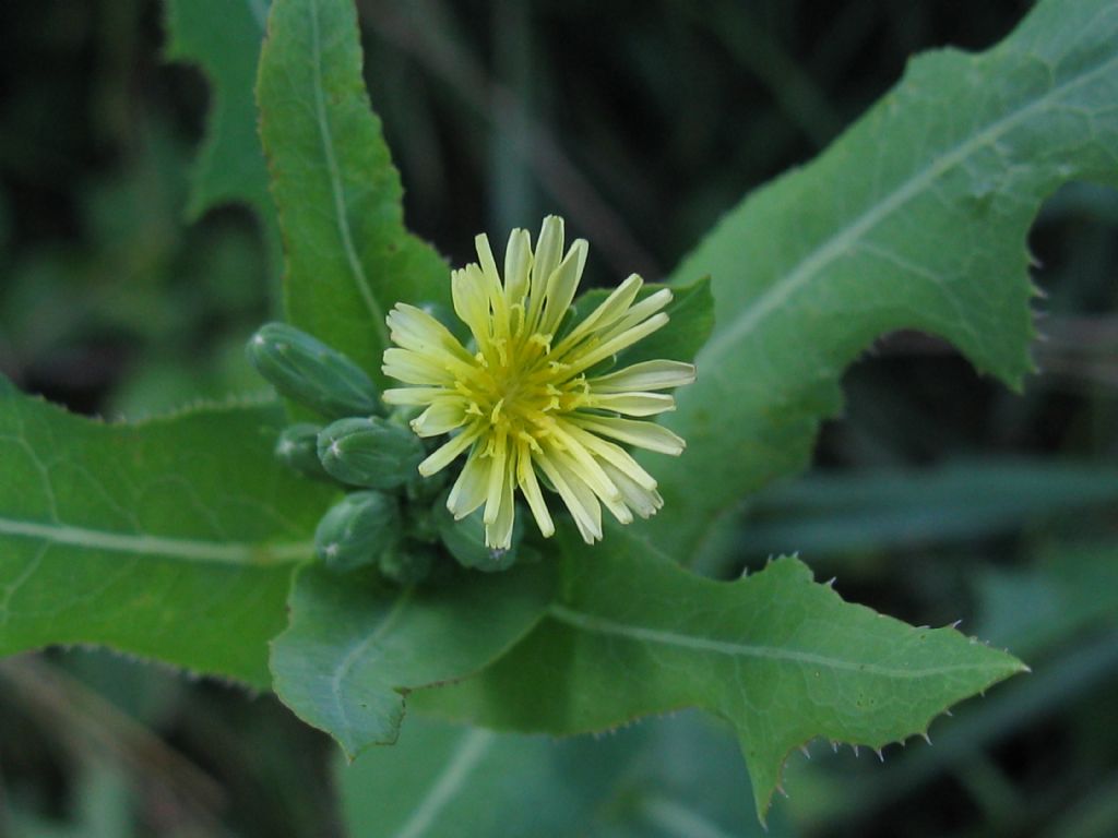 Lactuca sativa subsp. serriola / Lattuga selvatica