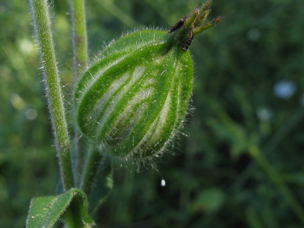 Silene alba