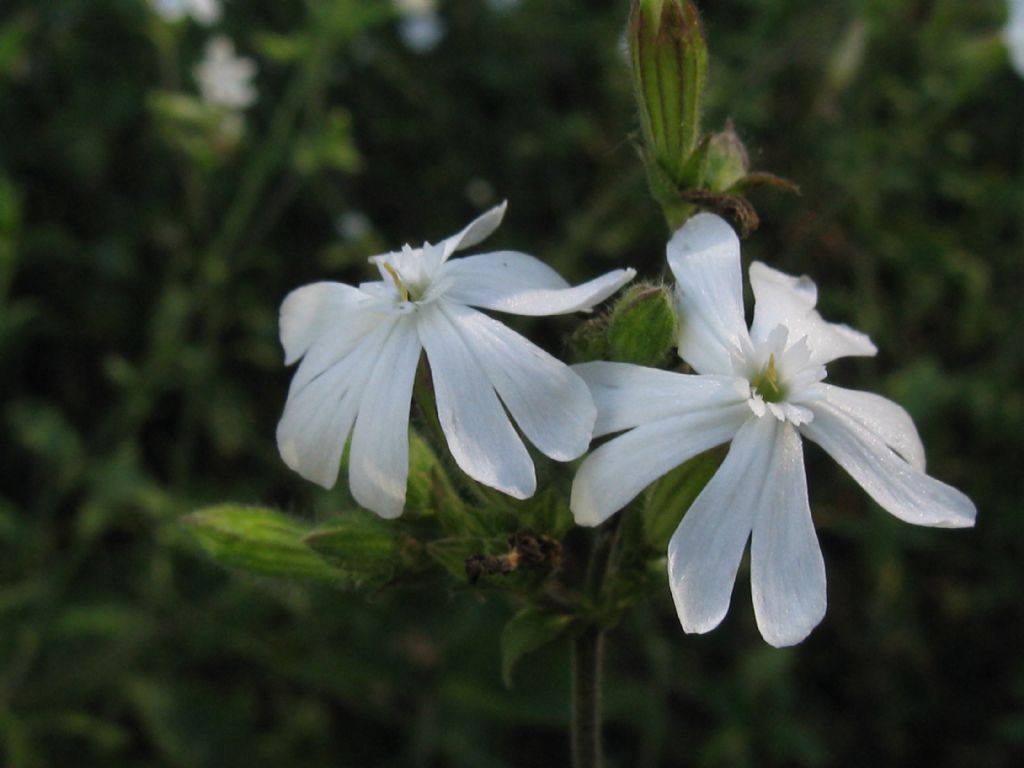 Silene alba