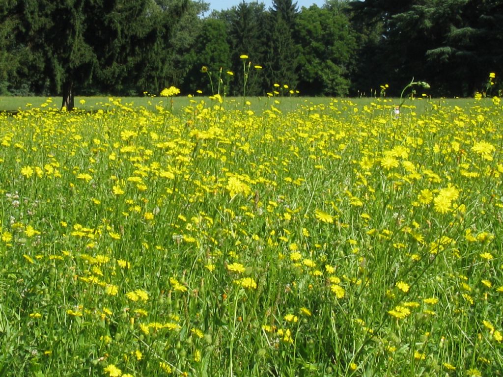 Fioritura di?....Asteracea dal fiore giallo.