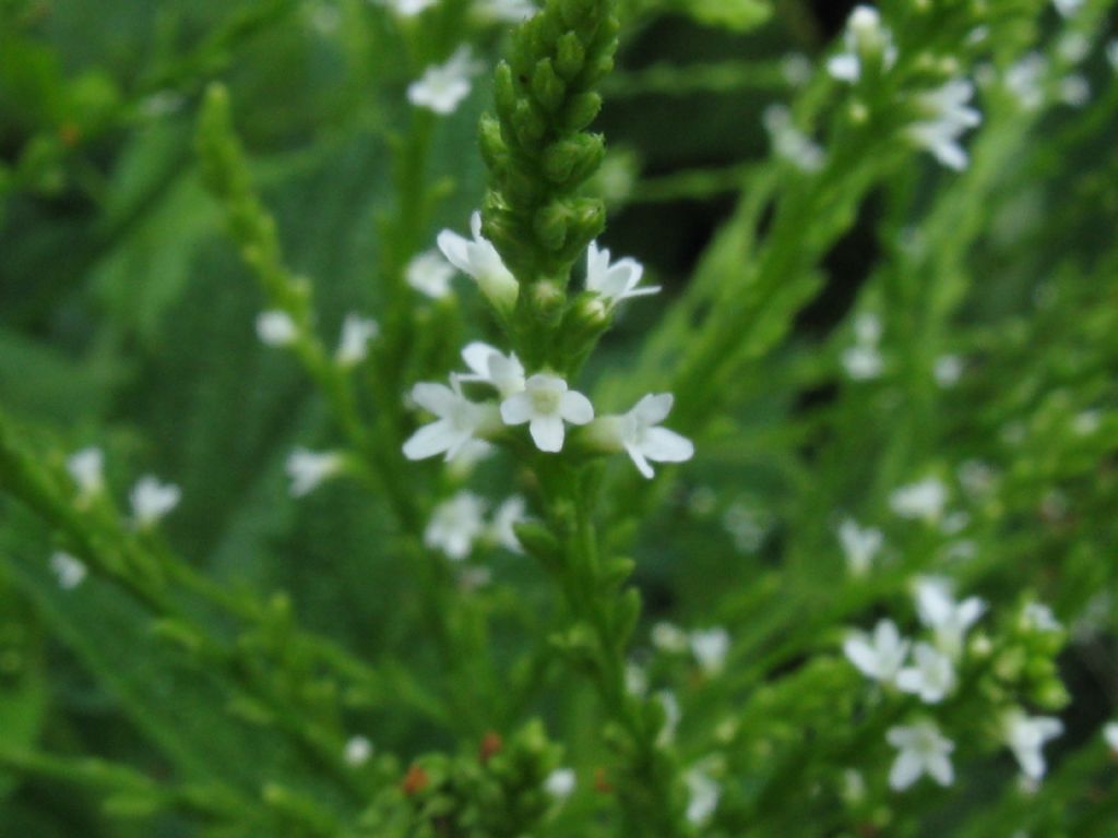 Verbena officinalis